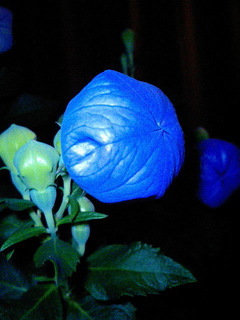 8-0619.jpg