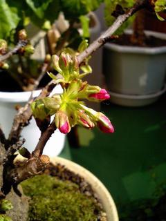 CA0309-hana.jpg