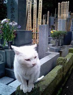 CA0329neko.jpg