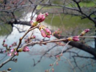 CA0331-hana.jpg