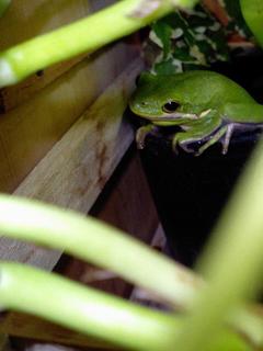 CA0401kero.jpg