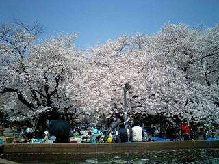 CA0411-hana.jpg