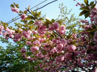 CA0421hana.jpg