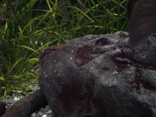 DSC01020.JPG