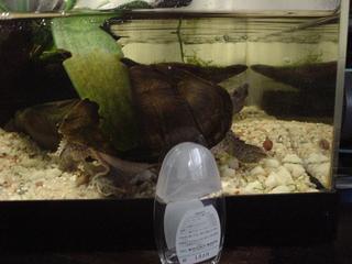 DSC02396.JPG