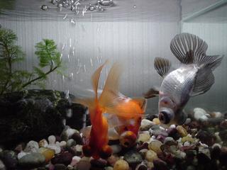 DSC0301-kin.jpg