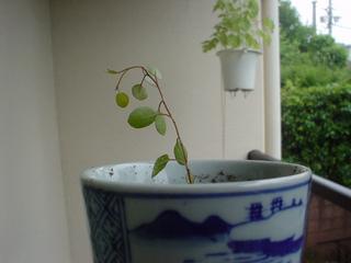 DSC03527.JPG