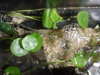 DSC04055.JPG