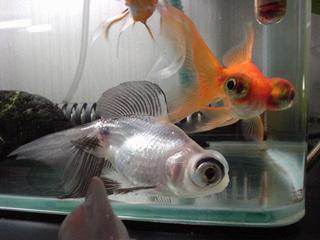 DSC0413-kin.jpg